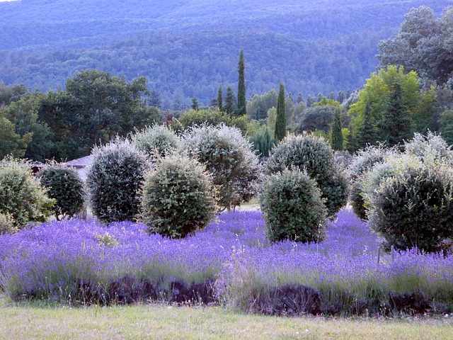 Découvrez la beauté de la nature en campant en amoureux dans les champs de lavande de la Drôme provençale